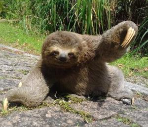 Villa in the middle of the Atlantic Forest in private condo