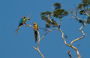 Secret Forest Station