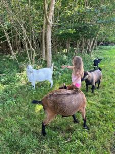 Campings Les Roulottes des Amis de Wonky : photos des chambres