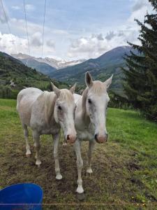 Chalets Chalet LE CHEVREUIL : photos des chambres