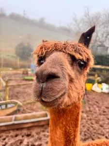 Ruby's Retreat! Farm Stay! North devon! Sleeps 6! Beaches Exmoor! - Barnstaple