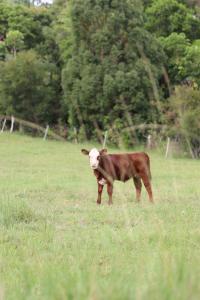 Luxury Farm Homestead & Animal Sanctuary, Hot Tub