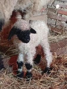 La Bergerie maison 2 chambres dans le village de Palleau, Les Blés Dorés maison 3 chambres et les Graines de Lin maison 3 chambres à Corgengoux avec piscine, verger, terrasses aménagées, parking voitures, terrain de pétanque, à vous de choisir