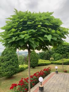 Seosko turističko domaćinstvo Jolović GUČA Veles