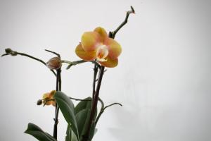 Like Home II - casa espaçosa com 3 quartos e vista mar