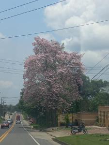 Finca ecoturistica Los Mangos