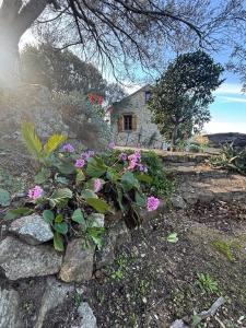 Maisons de vacances U Granu di Bellezza : photos des chambres