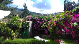 Apartment Bougainvillea