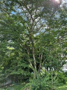 Disponible 4 enero 2026 hasta reyes-PASEOS GRANDES!!!-14 PAX-Hacienda Manantiales Paraíso Natural