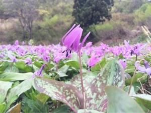 Pension Come Western-style room loft- Vacation STAY 14990