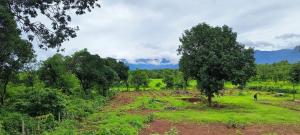 Entire Private Farm on Rent 2 Acre with 3 Room, its Kittus Farm