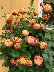 Ampio Appartamento con 2 Camere da Letto e Balcone
