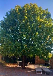 Gite le Tilleul Vallon pont d'Arc - Sampzon