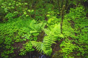 Rainforest Tiny Home Retreat #18 Farm House