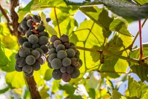 Peaceful Retreat Upper Claremont