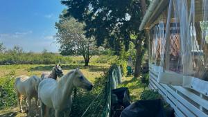 Campings Camping de l'Arnel : photos des chambres