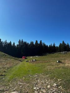 Tentes de luxe Eco Bivouac village igloos Annecy - LE SEMNOZ - a 20 minutes d-Annecy : photos des chambres