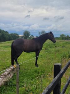 Connollys Holiday Home Doohamlet Castleblayney