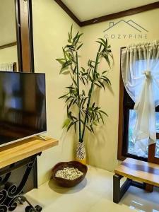 CozyPine Homestay