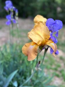 Villas Villa La Sittelle : photos des chambres