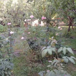 LUCKY HOUSE number 1 - Шеки