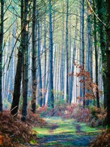 Appartements Appart Cosy Green, Ocean, Golf, Piscine, Wifi : photos des chambres