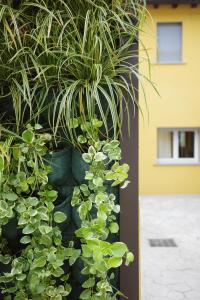 Agave in Centrale