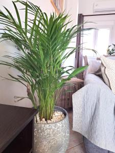 Guest House Alepou Leros