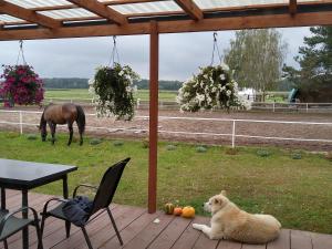 Domek przy stajni Bogdanówka całoroczny