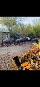 Shiringa kruger lodge - Seekoeigat