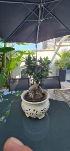 Ultra LUX Rezidans ISITMALI OZEL HAVUZLU