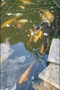 Beautiful Self Contained Cottages in Westbury