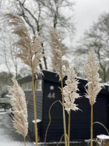 T Veluwse Boshuus chalet 44