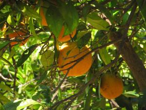 Terre del Cardinale Country Suites