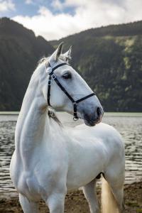 Lusitano Garden Villas