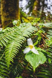 ElkCreek Inn Creekside tiny home