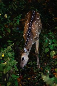 Chill House Udawalawa