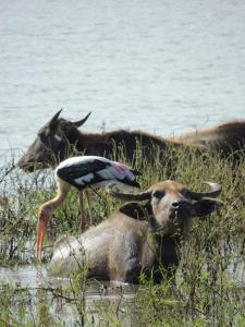 Chill House Udawalawa