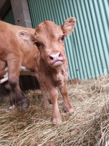 La mini Ferme Normande