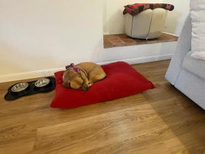 La Delizia, giardino e parcheggio privato, Firenze