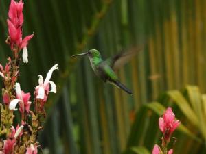 Eco Hostel y Cabañas Duck House