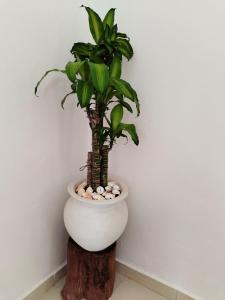 Casa Maguey Valladolid