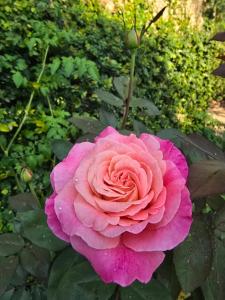 Rublom Resort Mae Taeng