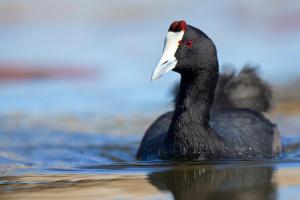 Heritage View Birding Retreat