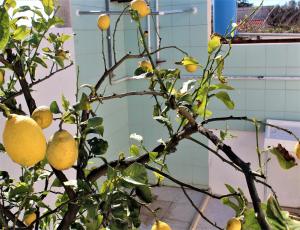 arnesano villetta di salentolimit