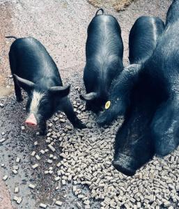 Maisons de vacances CasaKia : photos des chambres