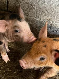 Maisons de vacances CasaKia : photos des chambres