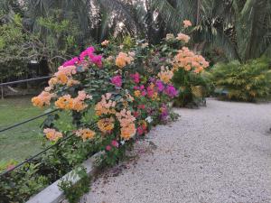 House in the palm forest