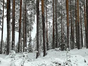 Hytte i Nordlige Varmland ved Branas