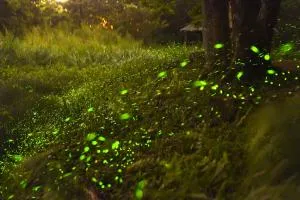 Hong Wa Cuo南投埔里紅瓦厝山居民宿 - Chung-kua-k'eng